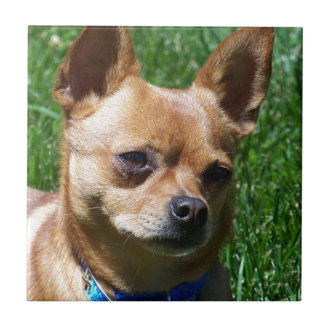 Chihuahua Kakelplatta (Framsidan)
