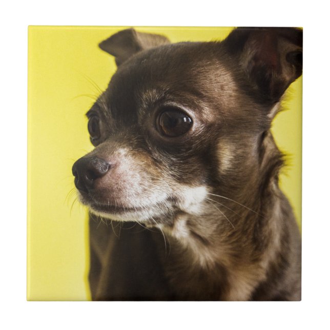 chihuahua kakelplatta (Framsidan)