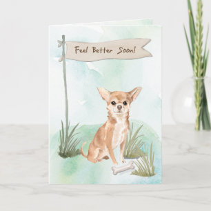 Chihuahua känner sig bättre efter kirurgi i Hund Kort