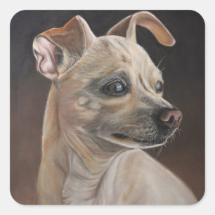 Chihuahua-klistermärken Fyrkantigt Klistermärke