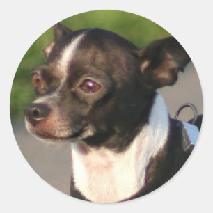 Chihuahua-klistermärken Runt Klistermärke