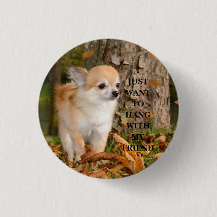 Chihuahua knapp