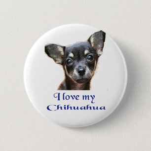 Chihuahua Knapp