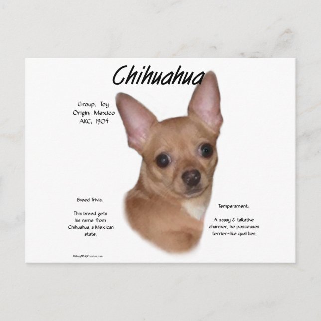 Chihuahua (korthårad) Historia Utseende Vykort (Framsida)