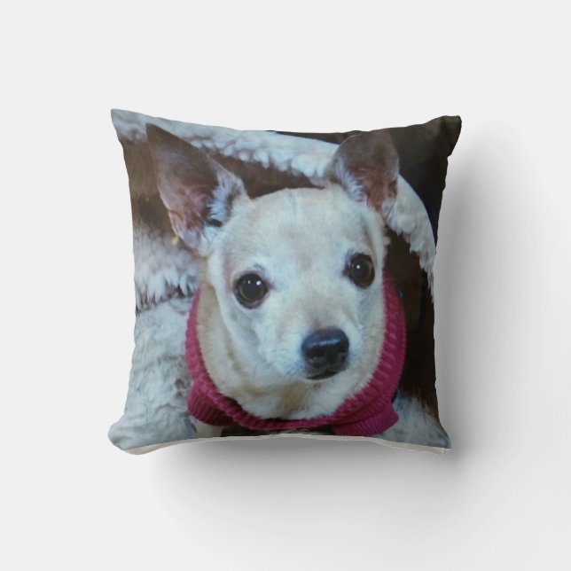 CHIHUAHUA KUDDE (Framsida)