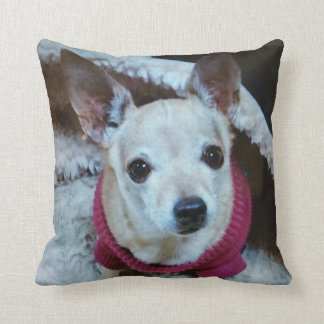 CHIHUAHUA KUDDE