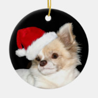 Chihuahua, lång jul