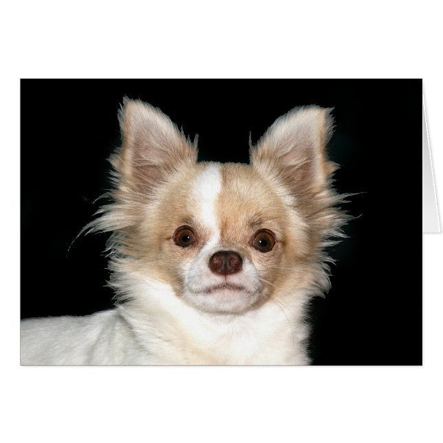 Chihuahua, långfärgad hälsningskort (Framsidan Horizontal)