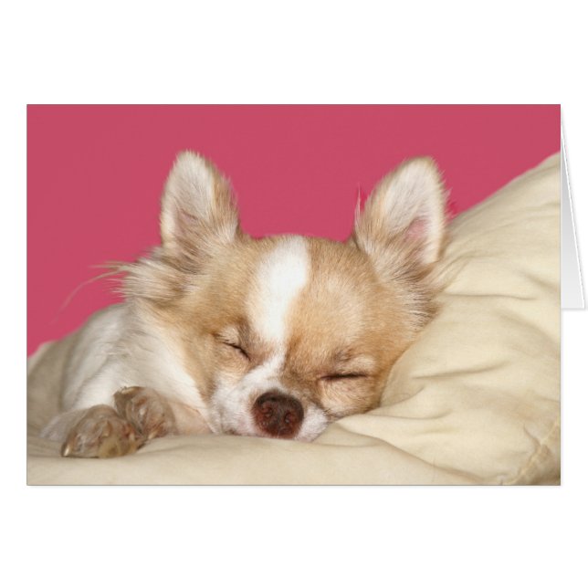 Chihuahua, långfärgad hälsningskort (Framsidan Horizontal)