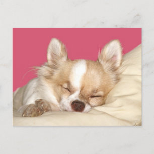 Chihuahua, långfärgad vykort