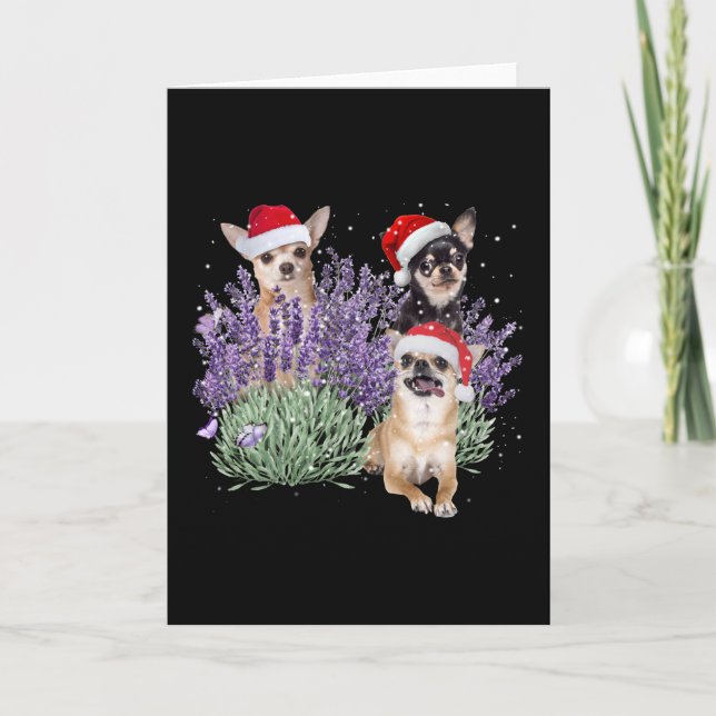 Chihuahua Lavendel Blomma Jul Tröja Chihuahu Kort (Framsida)