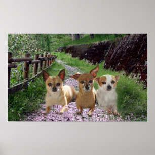 Chihuahua Lila Poster