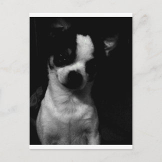 Chihuahua Liten Hund Vykort