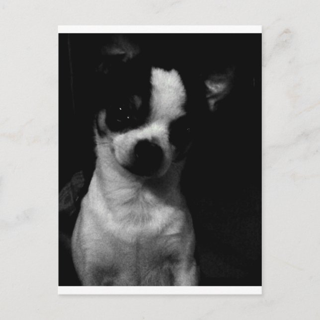 Chihuahua Liten Hund Vykort (Framsida)