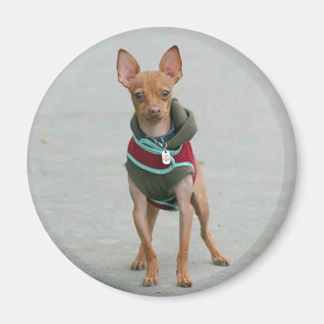 Chihuahua magnet (Framsidan)