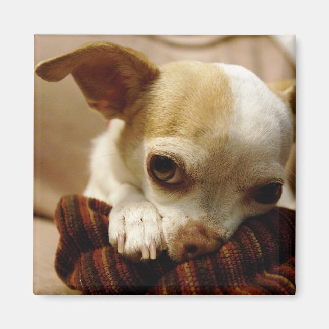 Chihuahua Magnet (Framsidan)