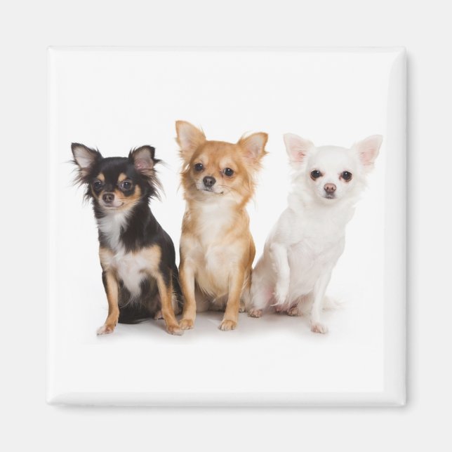 Chihuahua Magnet (Framsidan)