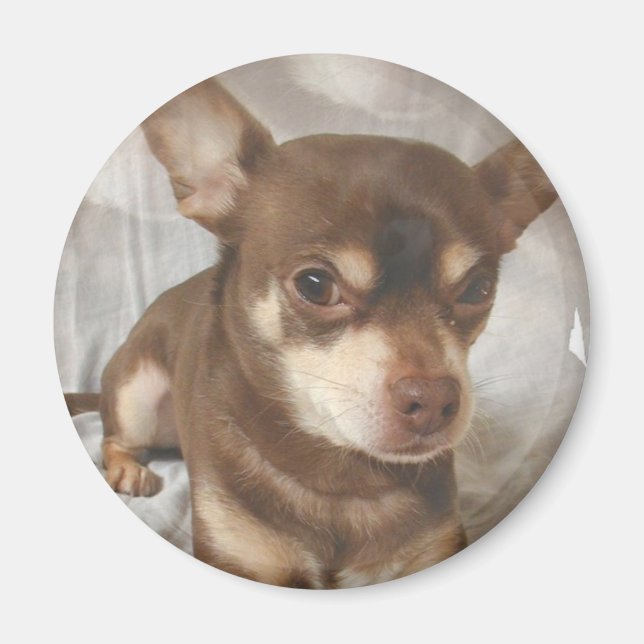 Chihuahua Magnet (Framsidan)