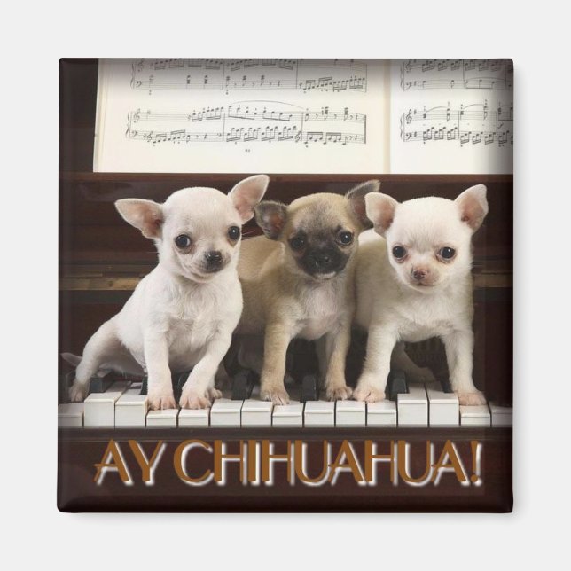 Chihuahua Magnet (Framsidan)