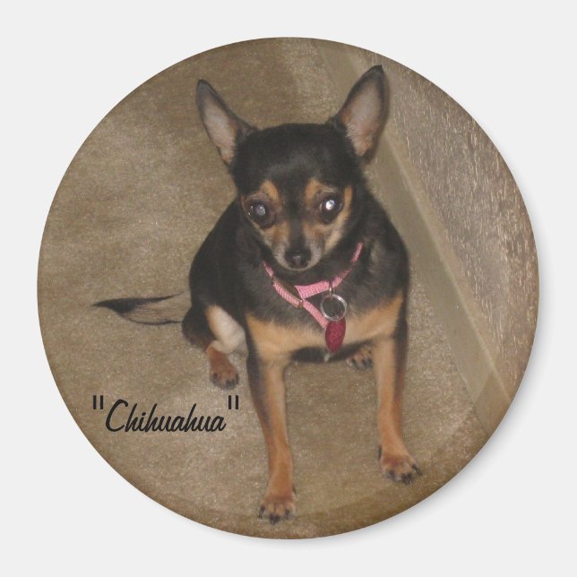 Chihuahua Magnet (Framsidan)
