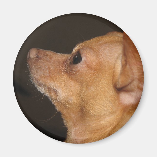 Chihuahua Magnet (Framsidan)