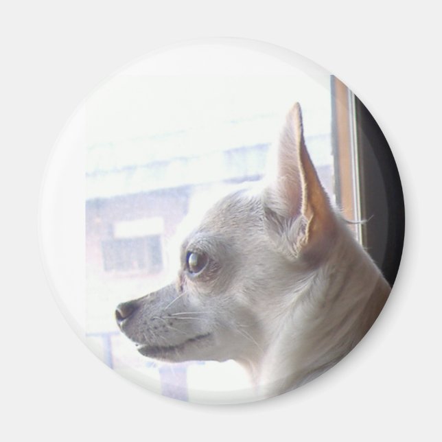 Chihuahua Magnet (Framsidan)