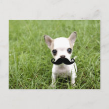Chihuahua med Funny Mustache i Garden