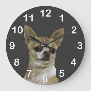Chihuahua med inställning stor klocka
