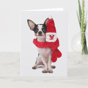 Chihuahua med jultomtendockan helgkort