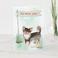 Chihuahua, med lång livslängd, känner bättre kirur