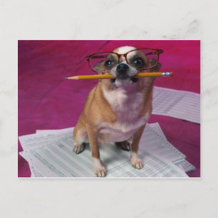 Chihuahua med penna vykort
