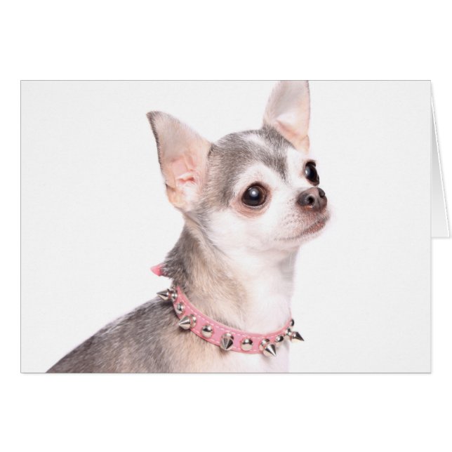 Chihuahua med rosa studerade collar hälsningskort (Framsidan Horizontal)
