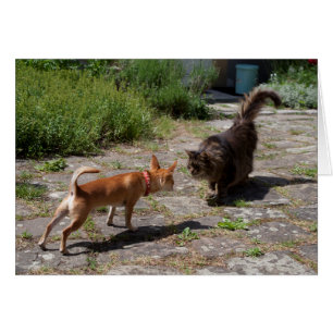 Chihuahua Meets Cat OBS Kort