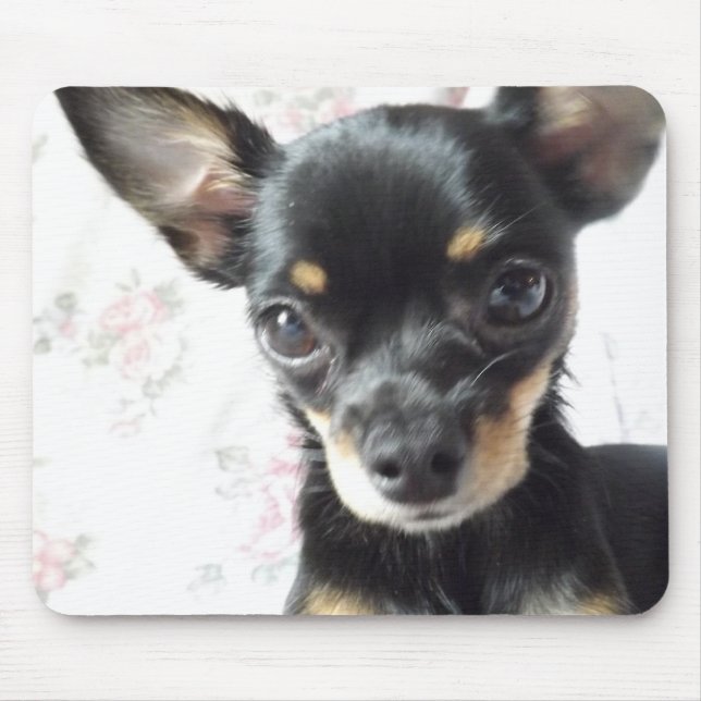 chihuahua Mousepad Musmatta (Framsidan)
