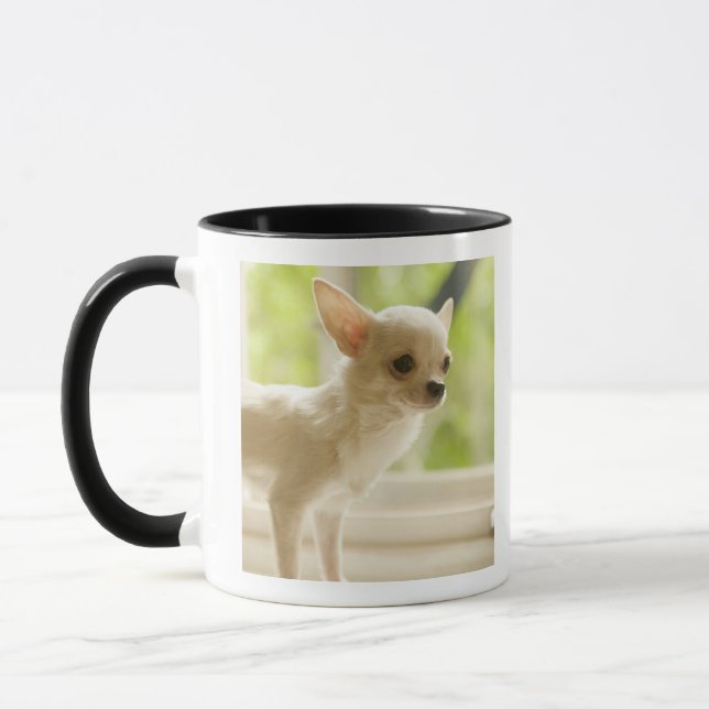 Chihuahua Mugg (Vänster)