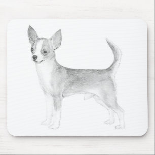Chihuahua Musmatta
