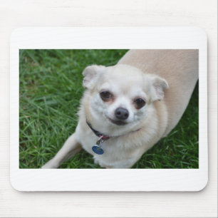 Chihuahua Musmatta