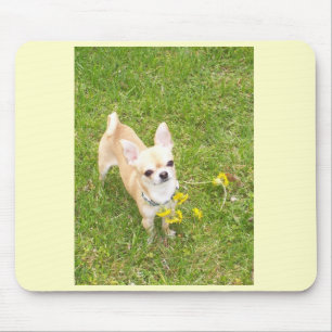 Chihuahua Musmatta