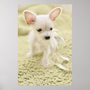 Chihuahua och maltesisk marionett poster