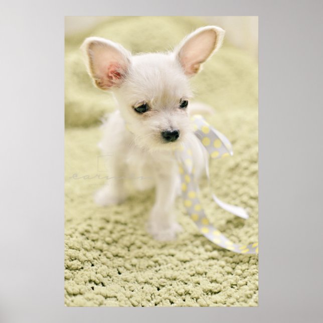 Chihuahua och maltesisk marionett poster (Framsidan)