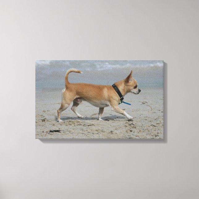 Chihuahua på Beach Canvastryck (Framsida)
