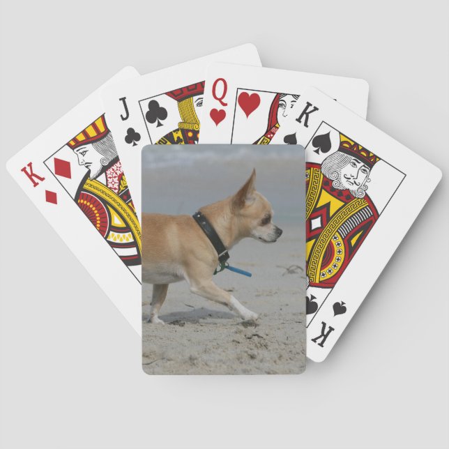 Chihuahua på Beach Casinokort (Baksidan)