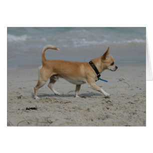 Chihuahua på Beach Hälsningskort
