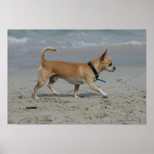 Chihuahua på Beach Poster