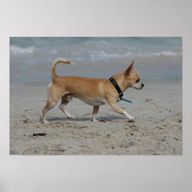 Chihuahua på Beach Poster (Framsidan)