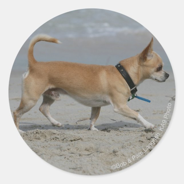 Chihuahua på Beach Runt Klistermärke (Framsida)