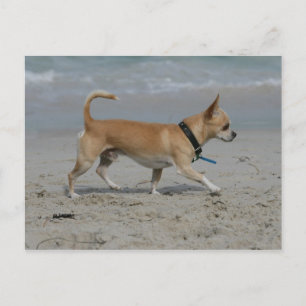 Chihuahua på Beach Vykort