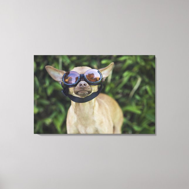 Chihuahua på glasögon canvastryck (Framsida)