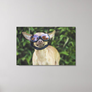 Chihuahua på glasögon canvastryck