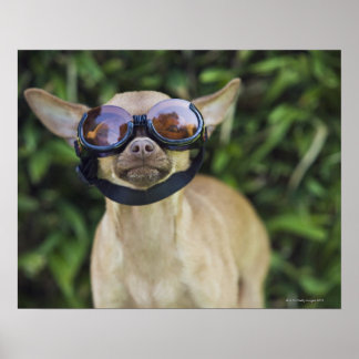 Chihuahua på glasögon poster